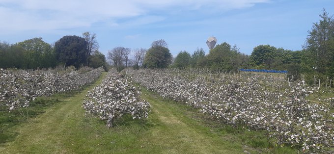 View of Rosemount trees